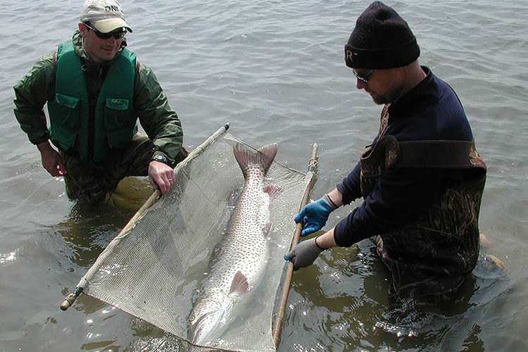 An Elk Chain muskellunge recovering after being implanted with an ultrasonic transmitter.