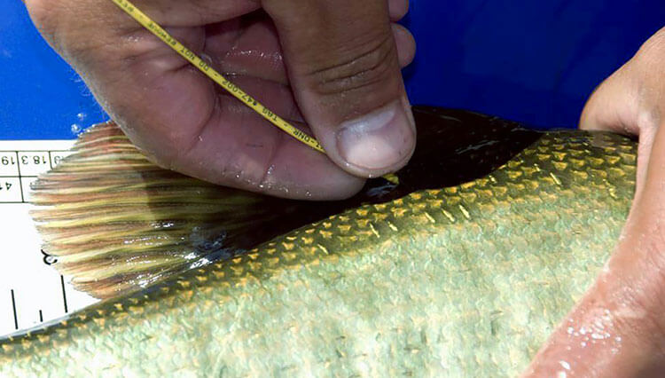 Floy-tagging a Lake Ovid muskie