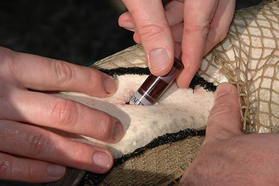 A Thornapple muskellunge being implanted with an ultrasonic transmitter.