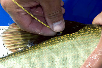 Floy-tagging a Lake Ovid muskie
