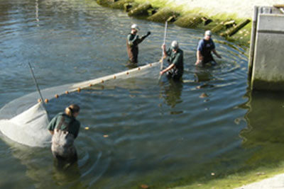 Fall fingerling harvest at Wolf Lake State Fish Hatchery