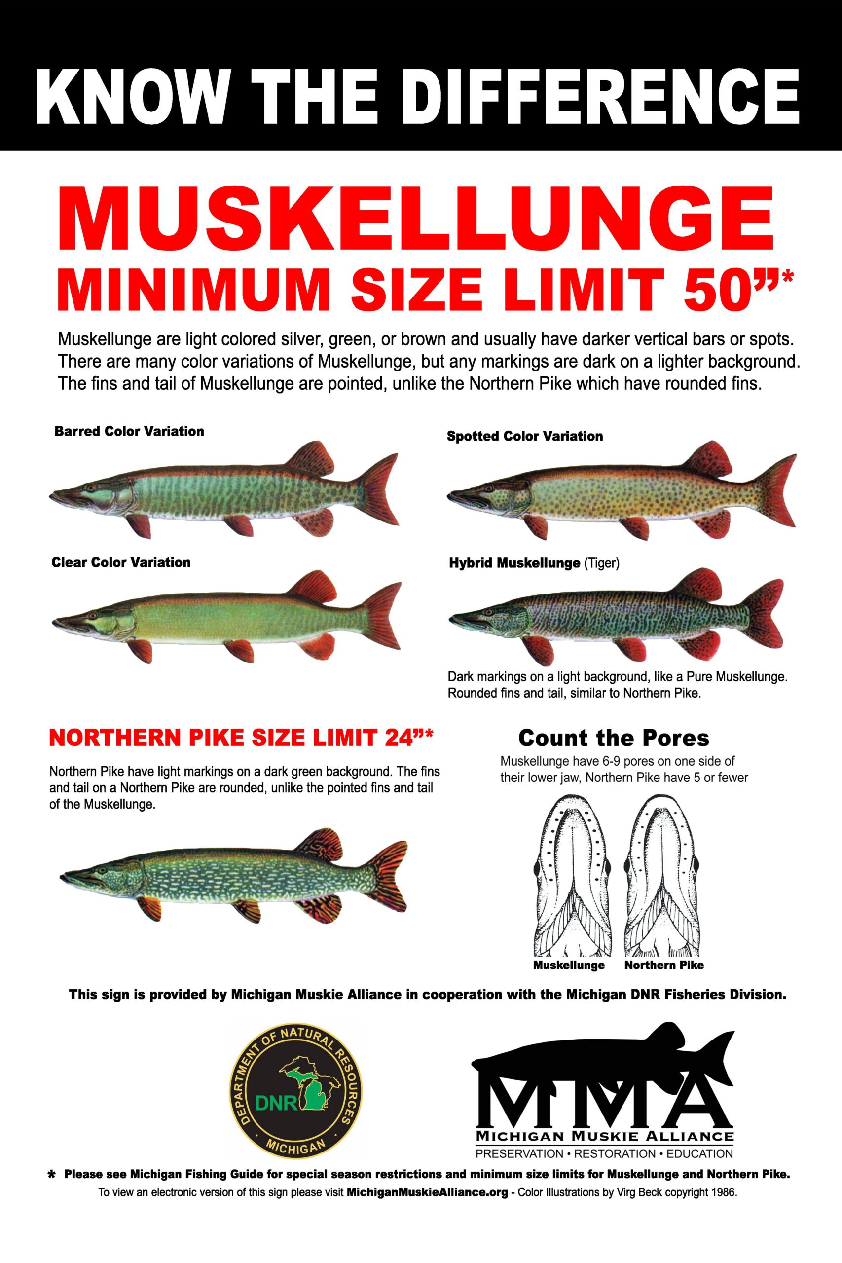 Muskies and pike are not the same! Know the Difference!